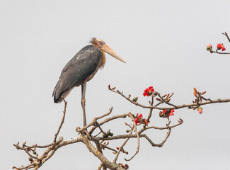 Lesser Adjutant, Leptoptilos javanicus