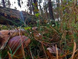 Forest background 