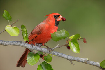 Northern Cardinal, Cardinalis cardinalis