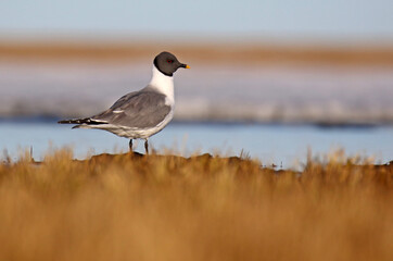 Sabine's Gull, Xema sabini