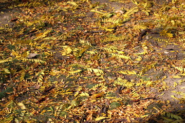 yellow leaves on the ground in the sun