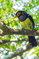 Eastern Yellow-billed Barbet, Trachylaemus purpuratus purpuratus