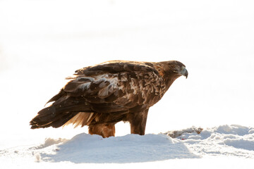 Golden Eagle, Aquila chrysaetos