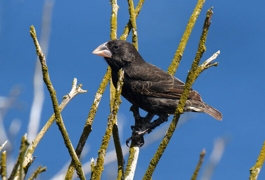 Espanola Cactus Finch, Geospiza conirostris