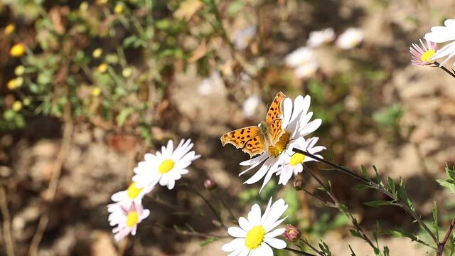 A butterfly on the flower