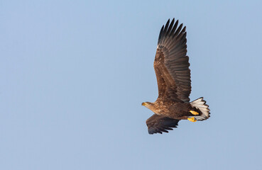 White-tailed Eagle, Haliaeetus albicilla