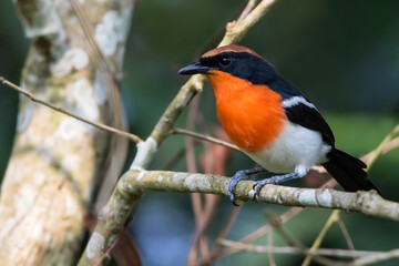 Braun's Bushshrike, Laniarius brauni