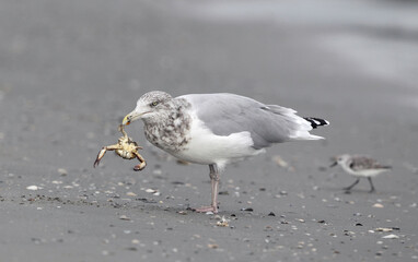 American Herring Gull, Larus smithsonianus