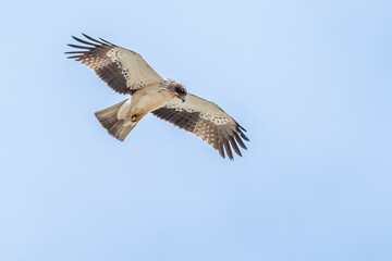 Booted Eagle,.Hieraaetus pennatus