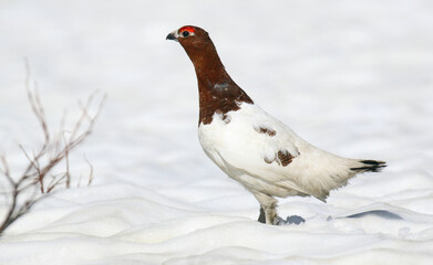 Alaskan Willow Ptarmigan, Lagopus alascensis / alexandrae