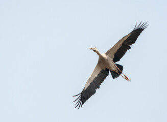 Asian Openbill, Anastomus oscitans