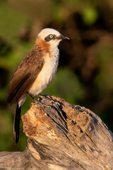 Bare-cheeked Babbler, Turdoides gymnogenys