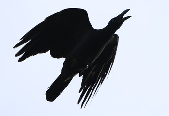 Long-billed Crow, Corvus validus
