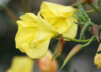 Enothera flowers