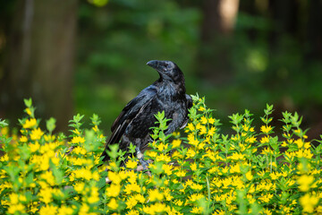 Kolkrabe zwischen gelben Blüten im Wald sitzend