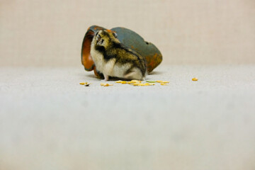 small dwarf hamster, near the house on a beige background, photo taken in a photo Studio