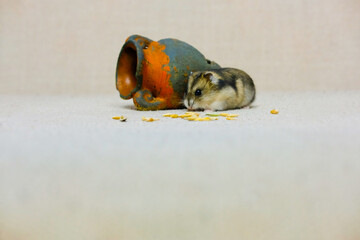 small dwarf hamster, near the house on a beige background, photo taken in a photo Studio