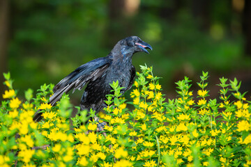 Kolkrabe zwischen gelben Blüten im Wald sitzend
