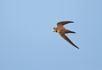 Alpine Swift, Apus melba