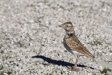 Stark's Lark, Spizocorys starki