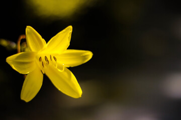 blume gelb frühling sommer natur pflanze green garden flora farbe