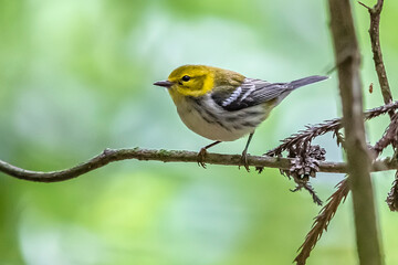 Black-throated Green Warbler, Setophaga virens