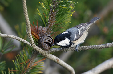 Coal Tit, Periparus ater