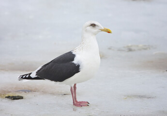 Slaty-backed Gull, Larus schistisagus