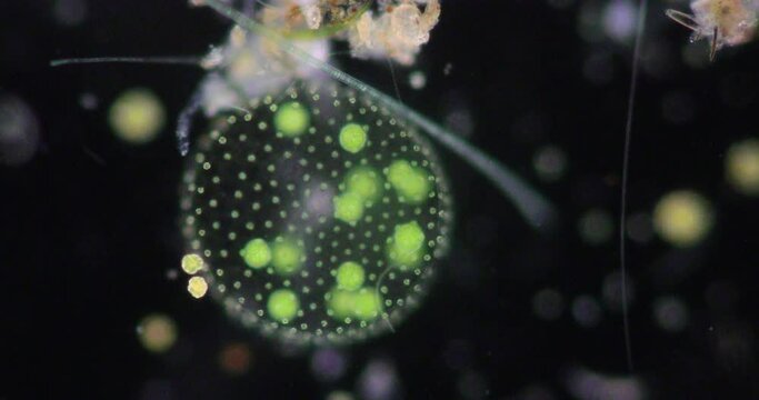 Volvox in drop of water under the microscope for classroom education.
