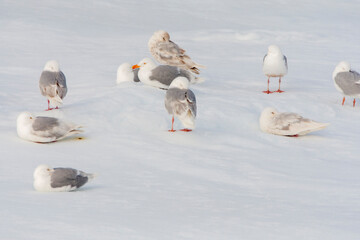 Fototapeta premium Glaucous Gull, Larus hyperboreus