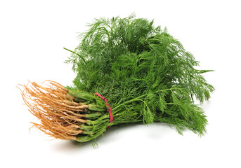 Fresh fennel on white background.