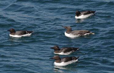 Common Guillemot, Uria aalge