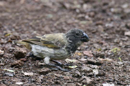 Large Tree Finch, Camarhynchus psittacula