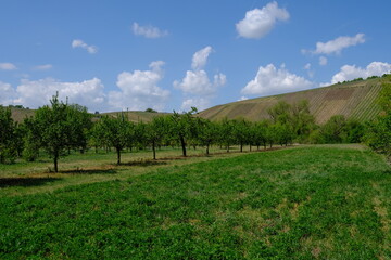 Landschaft in der Nordheimer Au an der Weininsel, Weinort Nordheim am Main, Unterfanken, Franken, Bayern, Deutschland