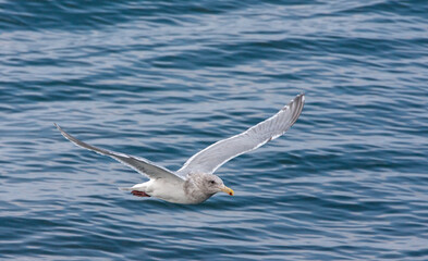 Glaucous-winged Gull, Larus glaucescens