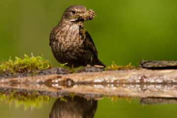 Eurasian Blackbird, Turdus merula