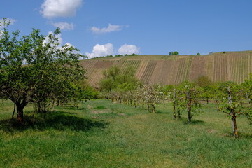 Landschaft in der Nordheimer Au an der Weininsel, Weinort Nordheim am Main, Unterfanken, Franken, Bayern, Deutschland