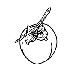 Vector doodle Persimmon. Hand drawn persimmon fruit illustration isolated on white background. Food icon