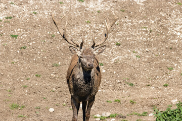 Deer stag in beautiful autumn forest in Jura