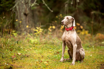 Weimaraner vizsla hunting dog sitting in the forest