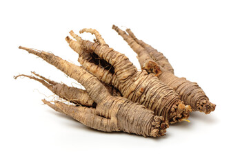 Closeup of Adenophora Stricta root, Campanuloideae, Adenophora on white background