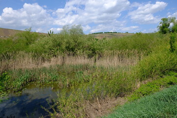 Landschaft in der Nordheimer Au an der Weininsel, Weinort Nordheim am Main, Unterfanken, Franken, Bayern, Deutschland