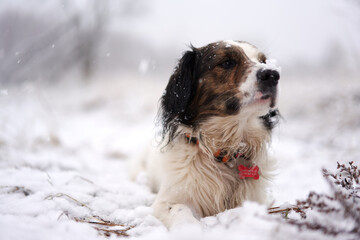 Close-up of a dog's face in profile. There is a lot of snow around and on the dog's fur.