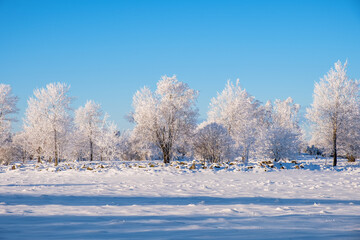 Tree grove with snow and hoarfrost on the trees