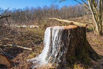 Tree stump with ice in the spring with sawn trees