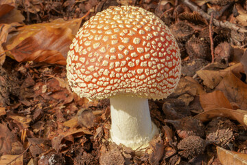 Fly agaric mushroom view. Red fly agaric in forest. Poison fly agaric mushroom in nature
