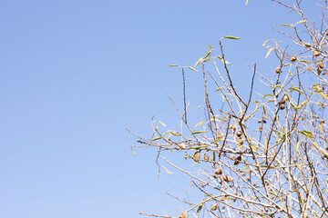 almond tree branches against blue sky