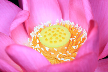 Close-up of Lotus Stamen, Eco-telephoto Works