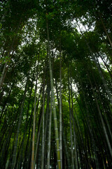 tight bamboo forest, bamboo