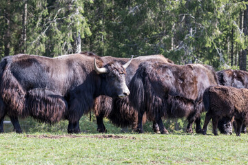 Close up of a wild European Buffalo Bison in Jura